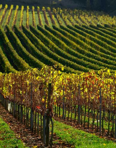 photo-vignoble